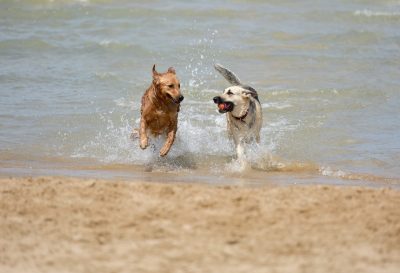 Spiaggia di Snoopy